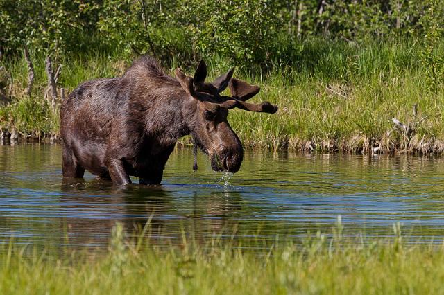 050 Grand Teton NP, Eland.jpg